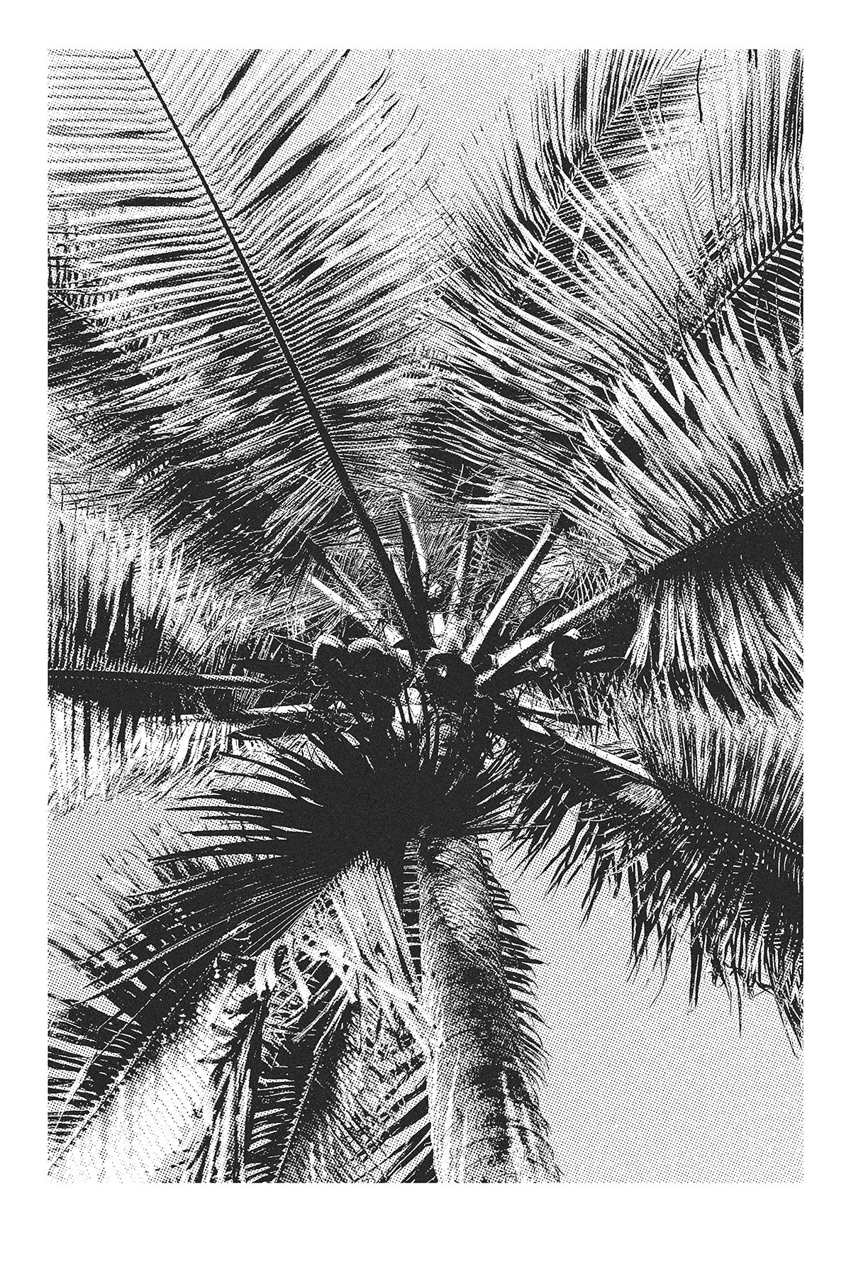 palmtree1bitmap.JPG