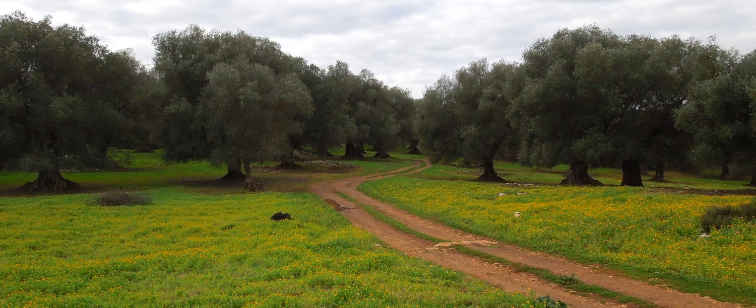 Olivetrees_calendulafields_PugliaSpring.jpg