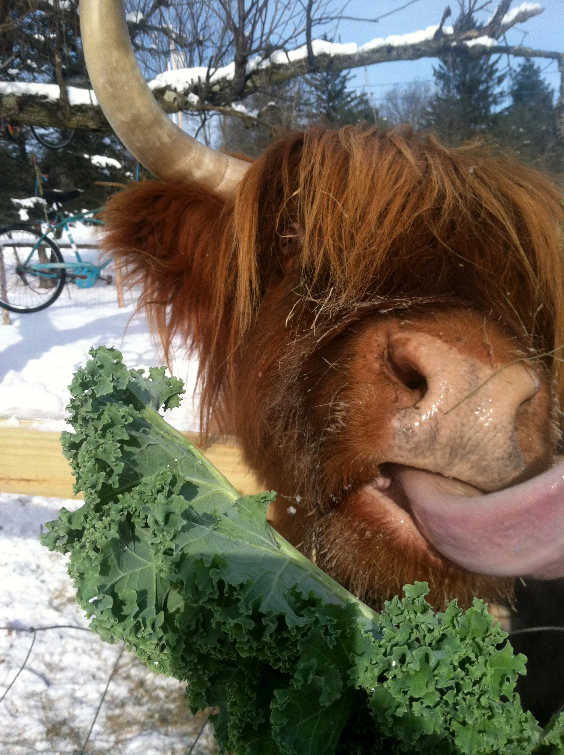 Dolly enjoying kale snacks, 2015