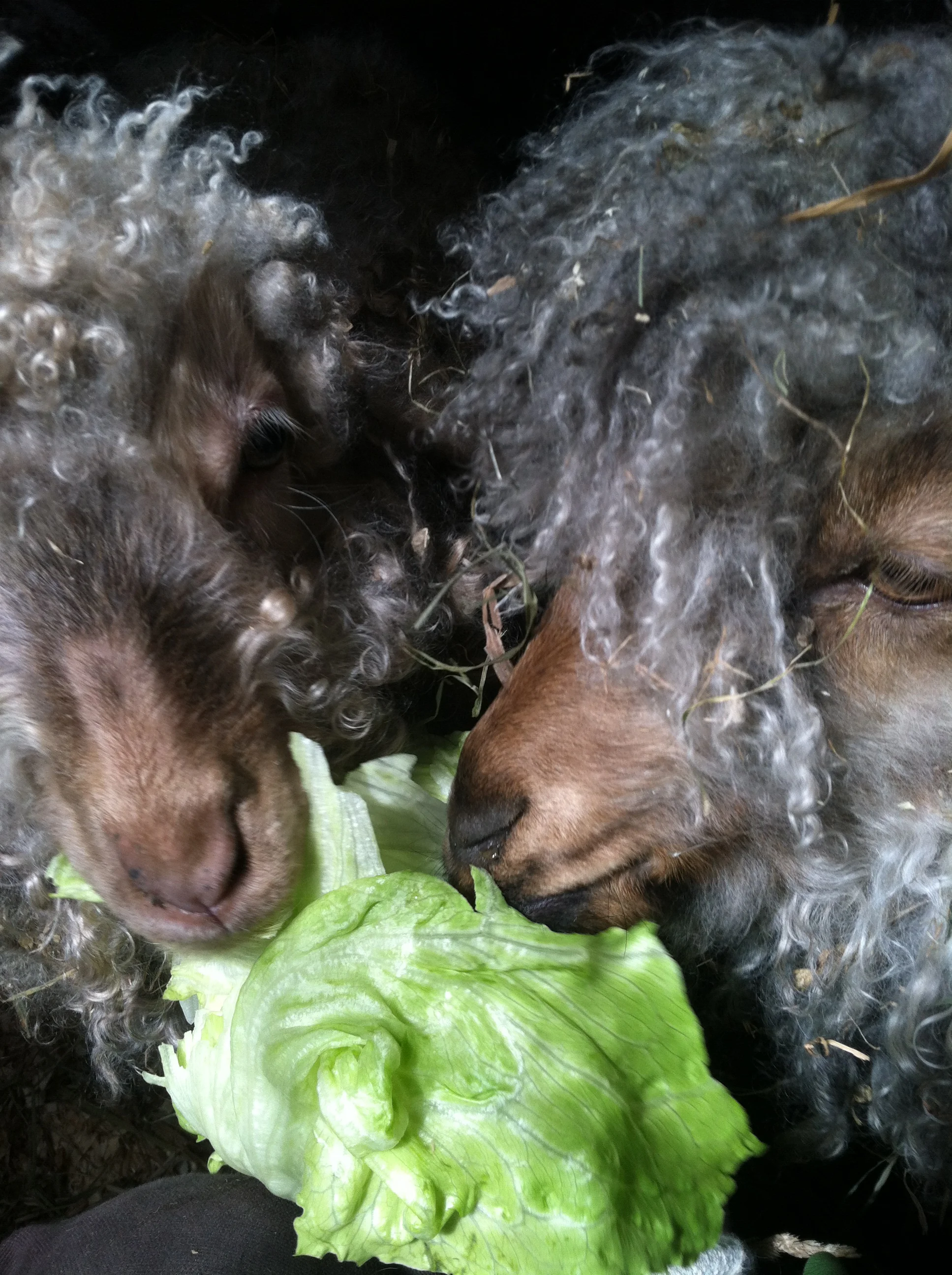 Goat loves, enjoying head of lettuce, Fall, 2014
