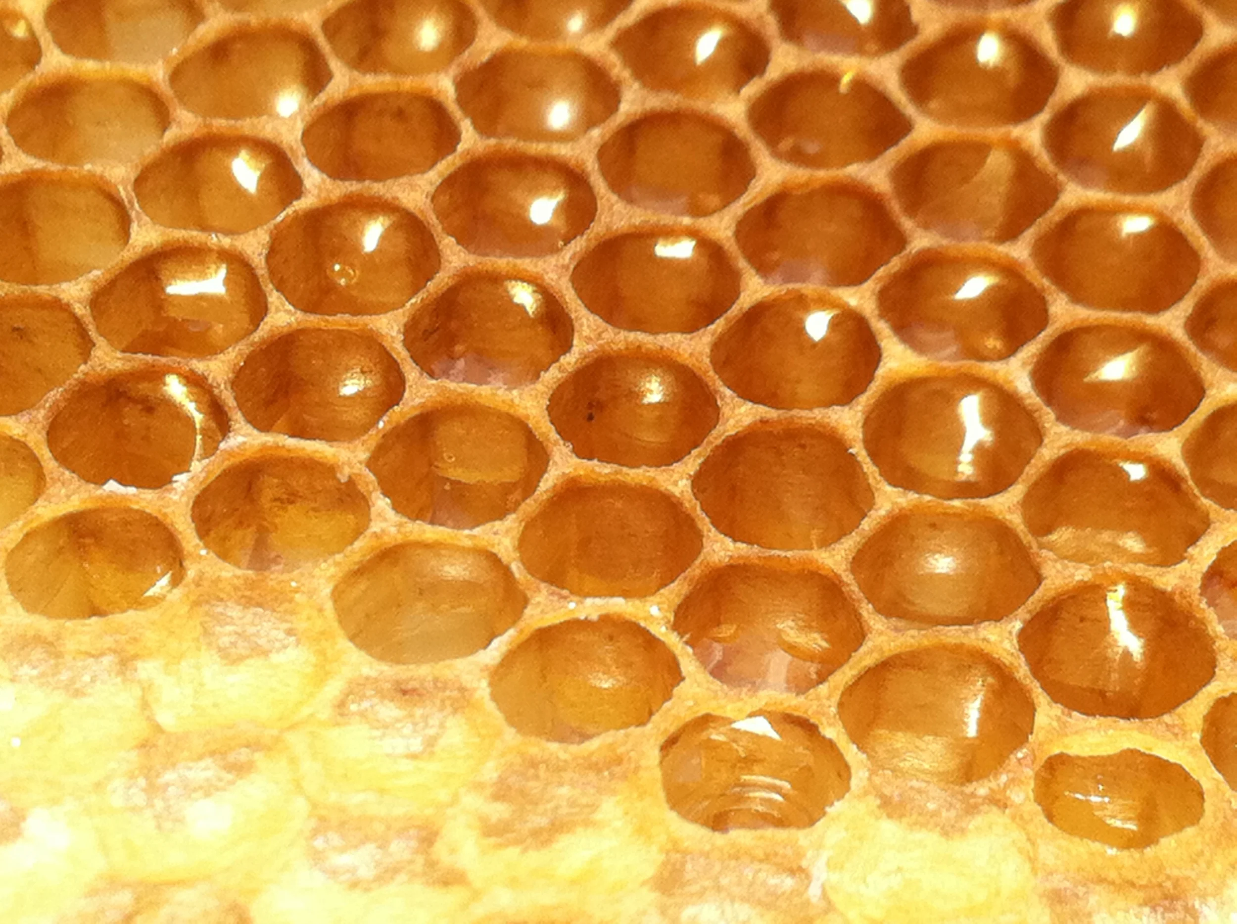 Honey comb from our harvest this fall, 2014