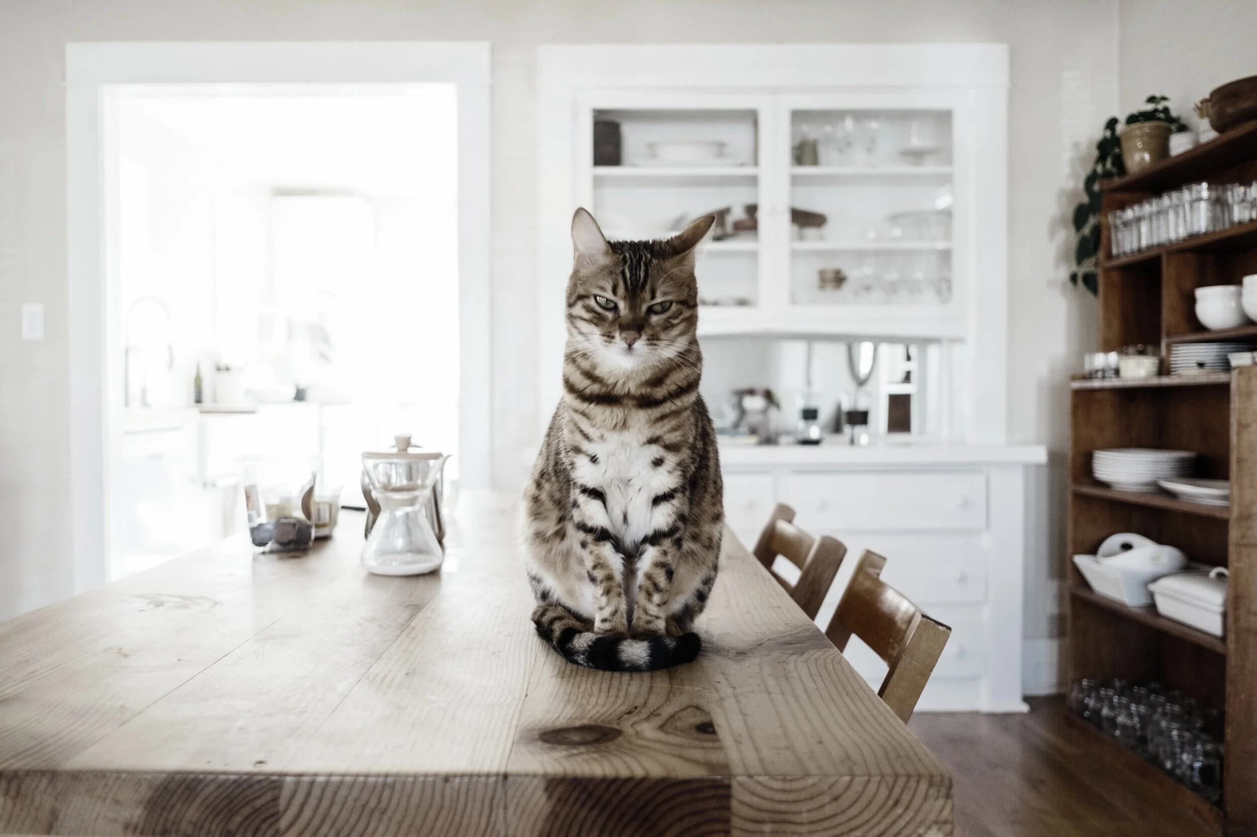 Article for Newsletter: Pets Dictate This Decision