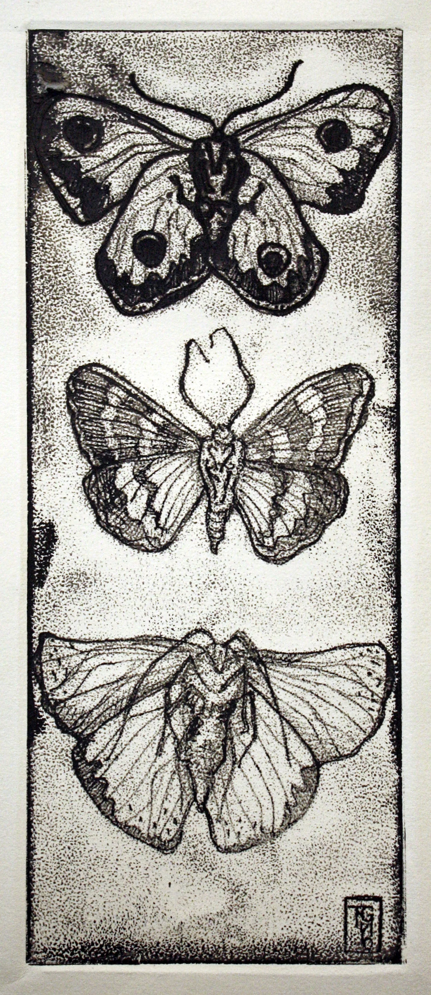Moths.jpg