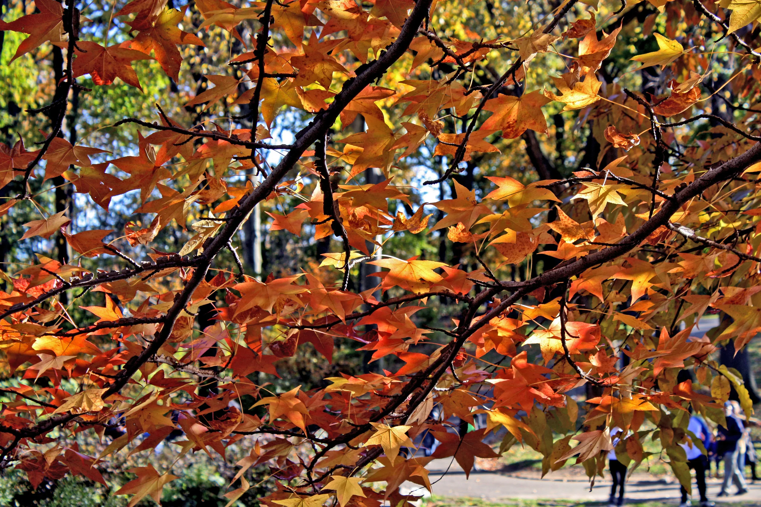 autumn7.jpg