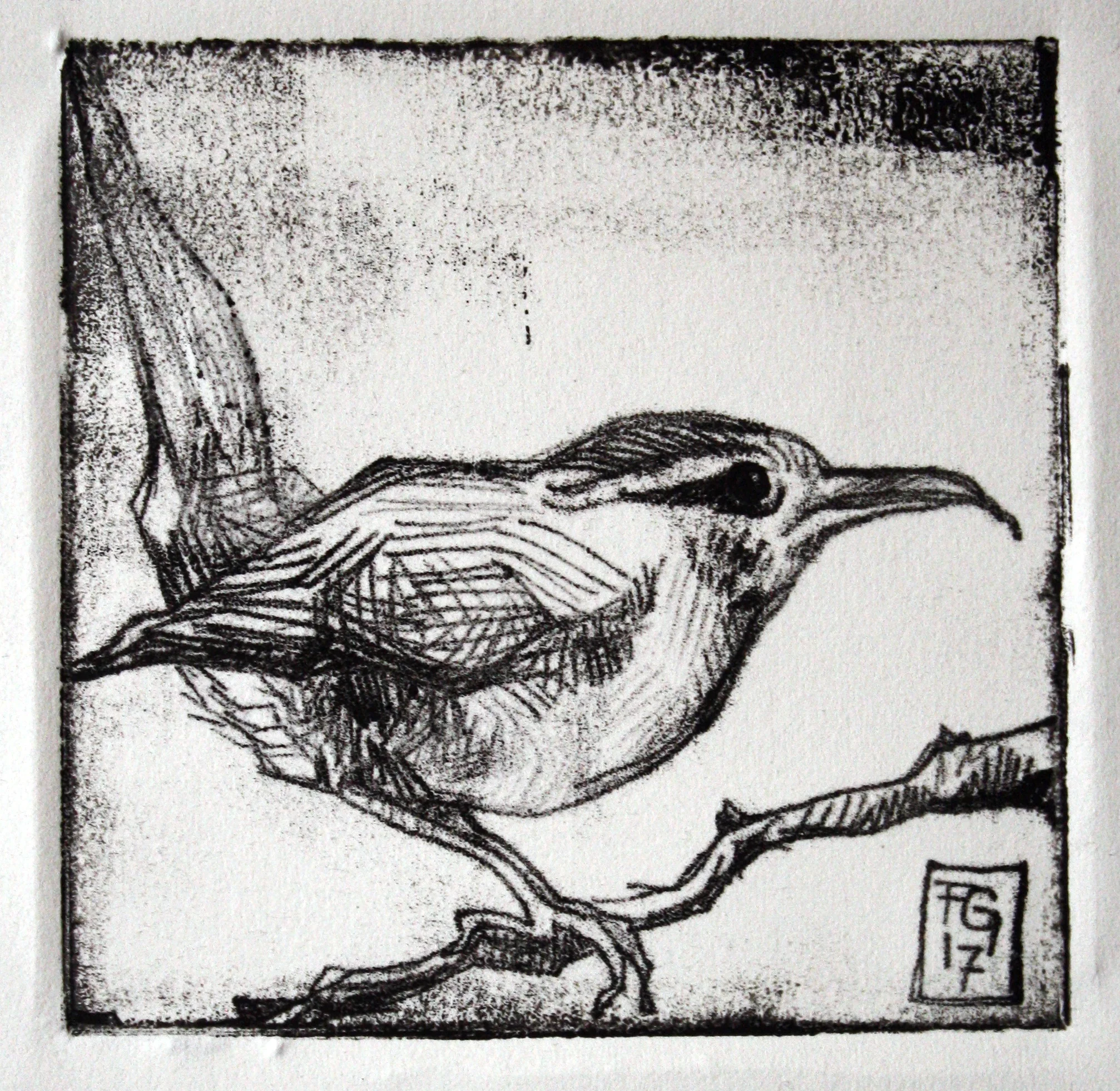 Wren.jpg