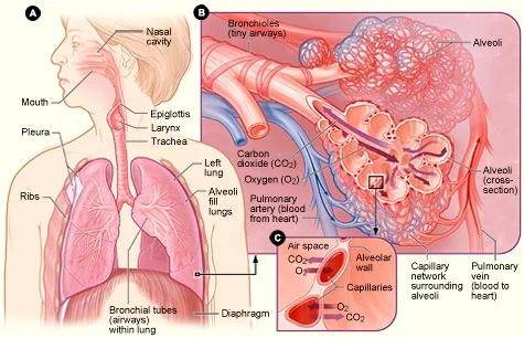 Source: http://simple.wikipedia.org/wiki/Respiratory_system