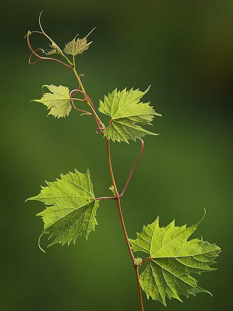 Wild grape