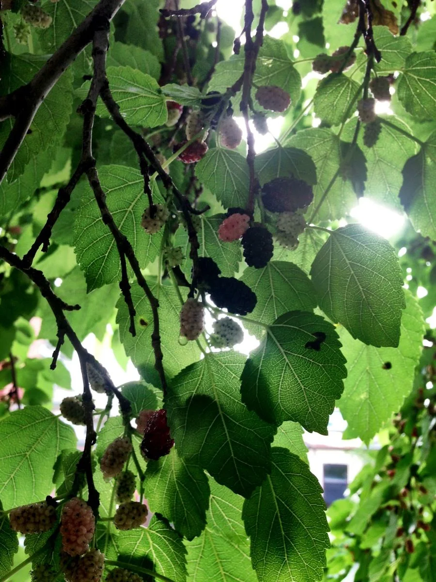 Mulberries