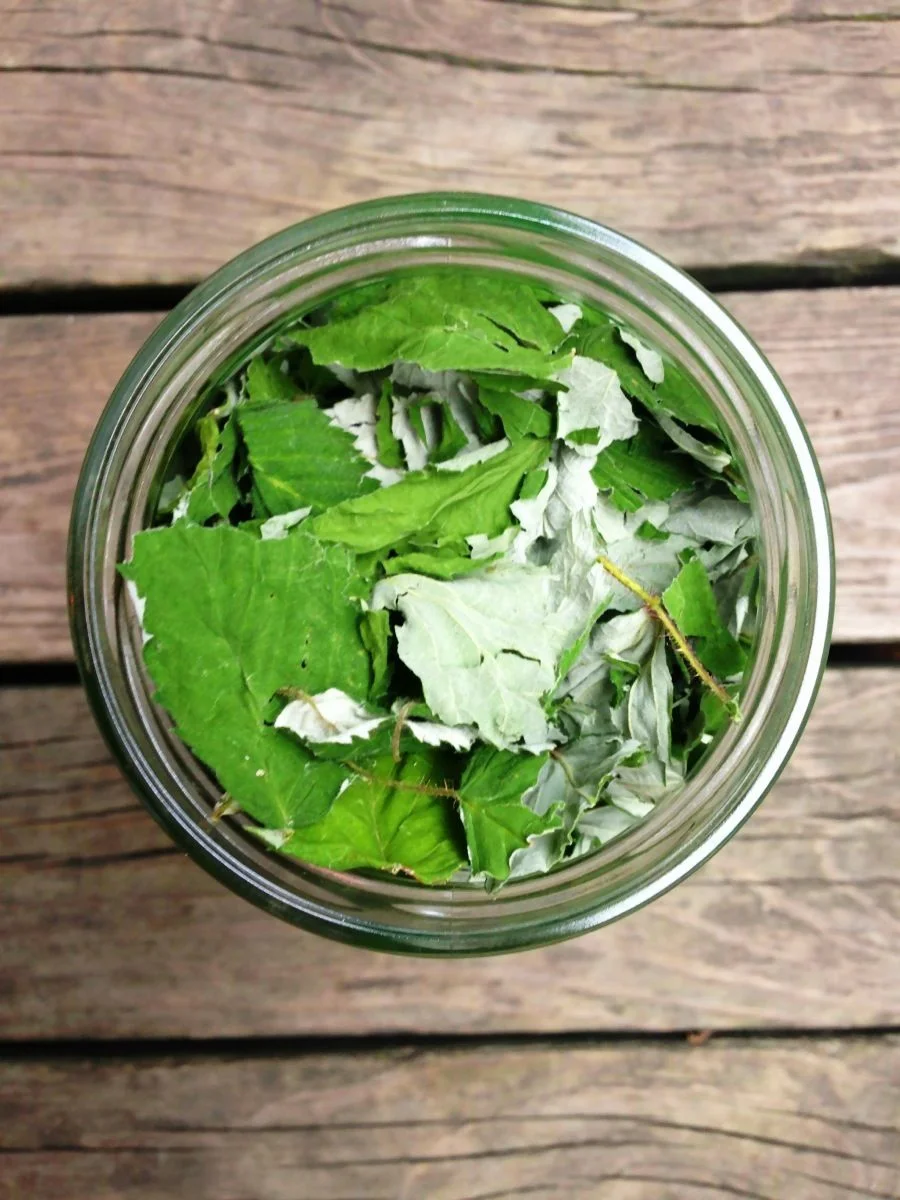 Dried red raspberry leaves