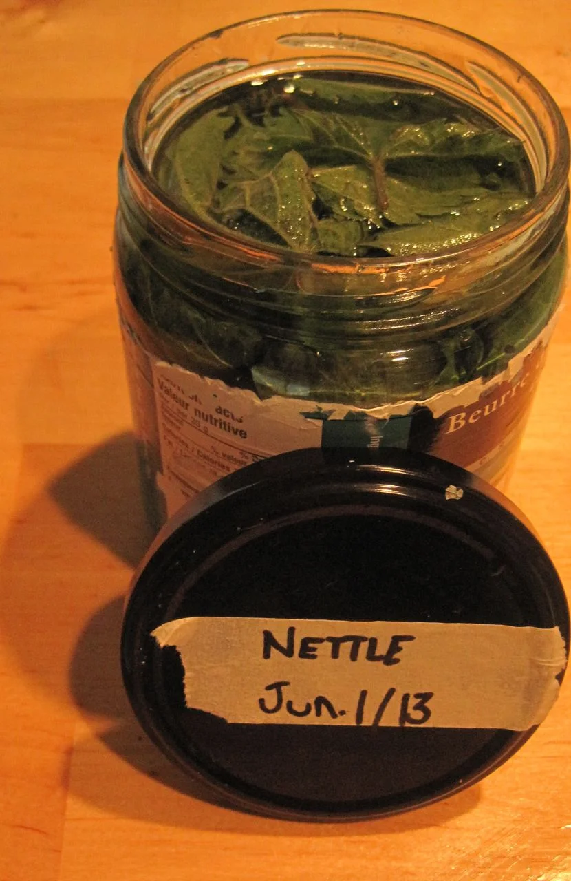 Stinging nettle alcohol tincture