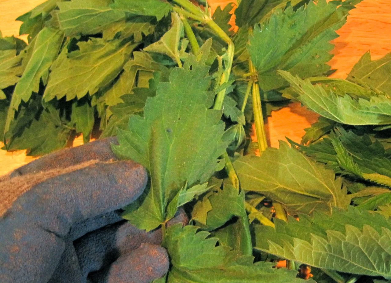 Stinging nettle