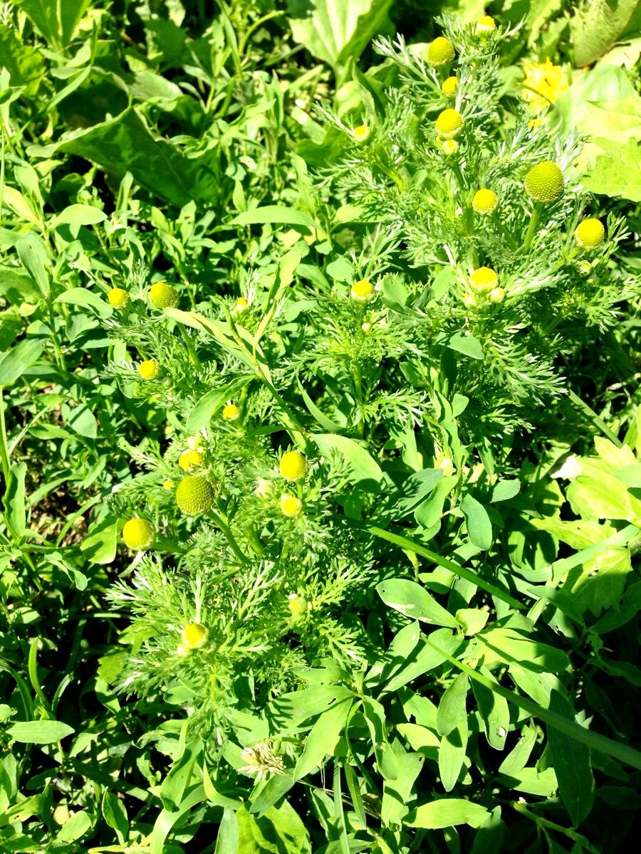 Wild Chamomile aka Pineapple Weed