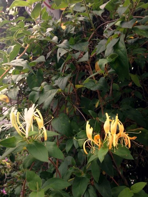 Japanese Honeysuckle 