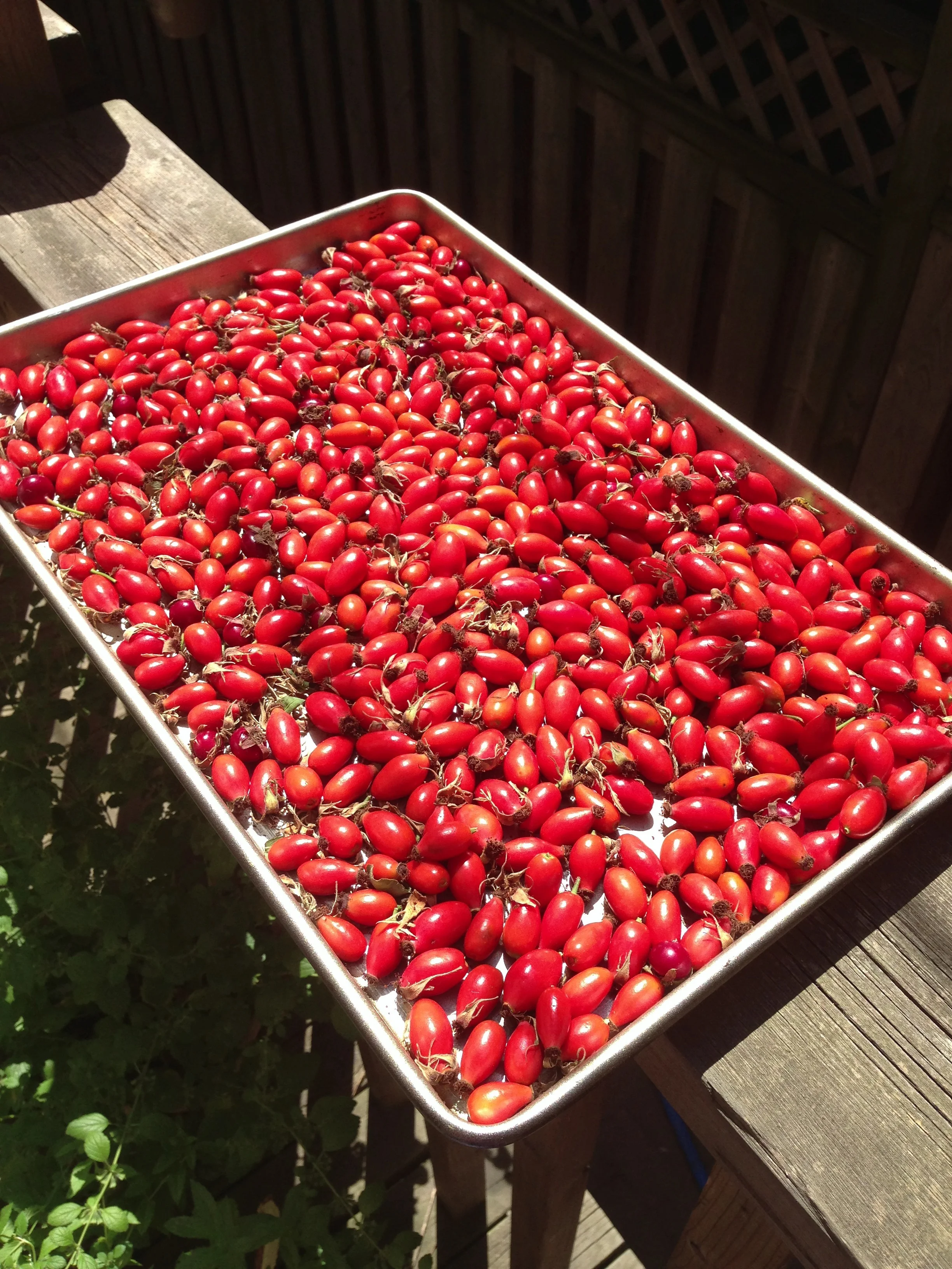 Rose hips drying in the sun 
