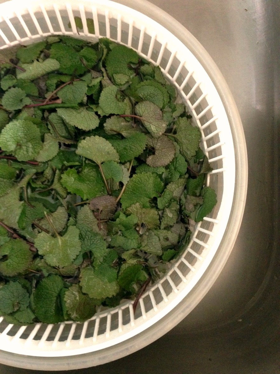 Soak garlic mustard to remove dirt and spin or pat dry to remove excess water