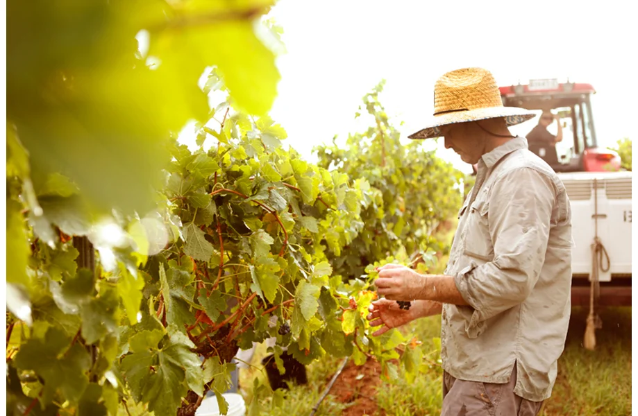 elfeswine114.jpg