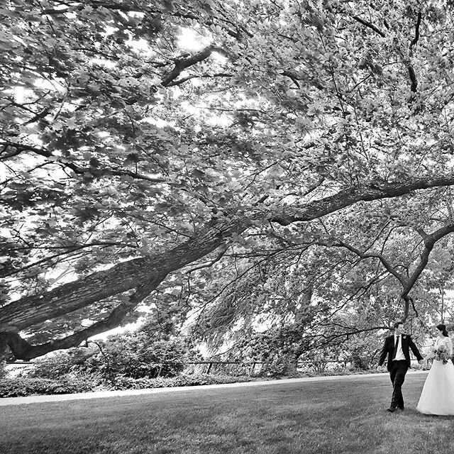 A #lovestory and this great #tree a #photographer could not ask for more. Just putting the finishing touches to a #wedding and had to post this #image . @photographyonhermitage @bendooleyestate @southernhighlandswedding #weddingphotography #weddingph