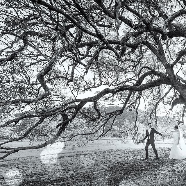 With all the self iso laws at the moment I have started looking at favourite #weddingphotos we have taken. This is at this amazing almost #ancient #tree in @brokefordwich at @adamspeakcountryestate . Everyone has a different take on this tree, this i