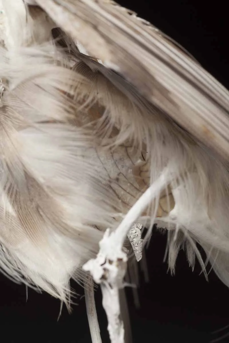 bird skeleton, lace, goose feathers, plastic bags, resin, doll stand, cicada, cicada wings (in abdomen), glue, paint, clay. 8" x 4" x 4"