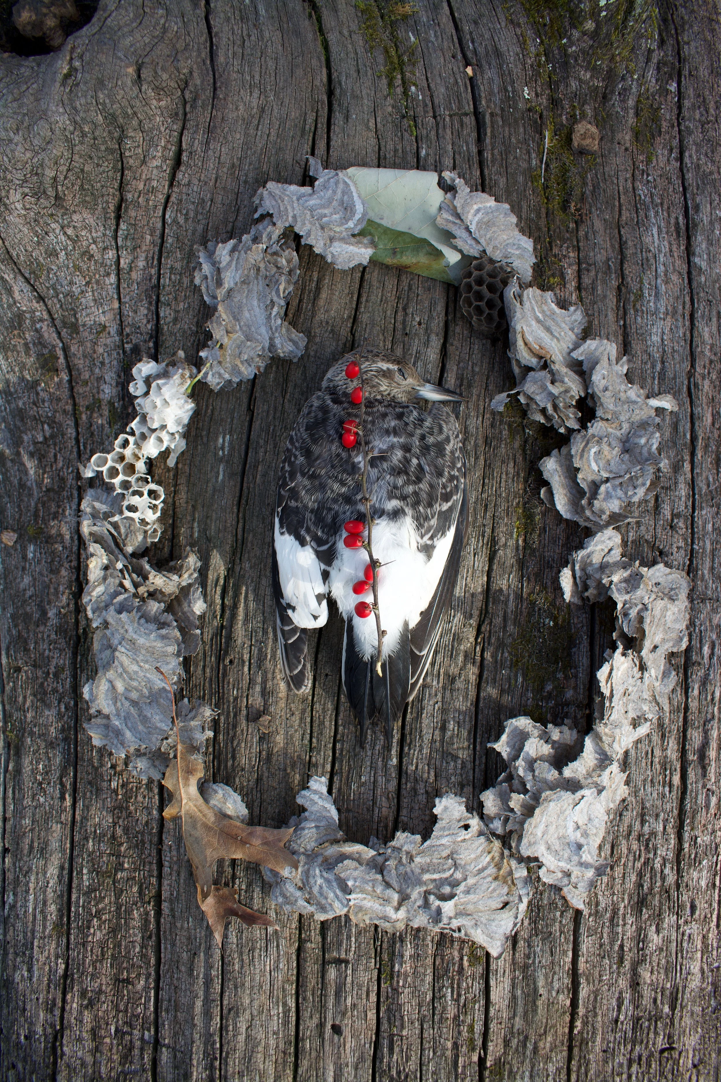  Another deceased bird that became an image reference study at the Oak Springs Garden Foundation residency, 2019. This woodpecker was found on a hike, photographed, and returned to the forest (with the owl).   