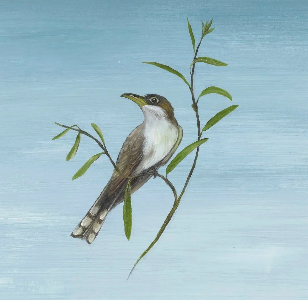   Yellow Billed Cuckoo (study)   13 × 13 inches   oil on yupo paper  Oak Spring Garden Residency 2019.   This bird is federally protected and is on the Endangered Species list. It is a crucial habitat health indicator, especially near streams and riv