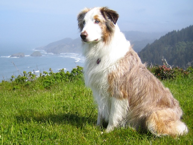 Wiley at Cape Ferrello on the Oregon coast. Wiley and Steve enjoy hiking, mushroom hunting and fishing and live in Medford so I get to visit with Wiley fairly often.