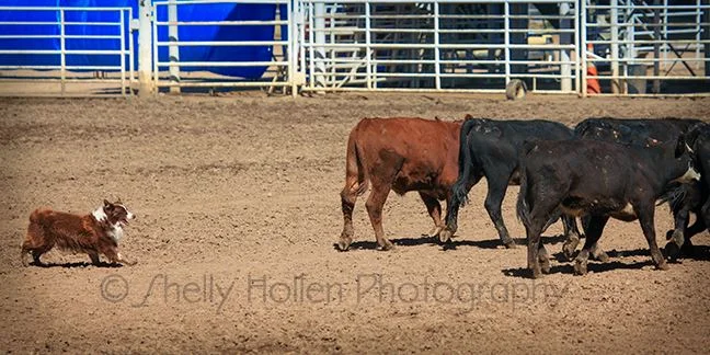 Joe cattle 3 CO 2013.jpg