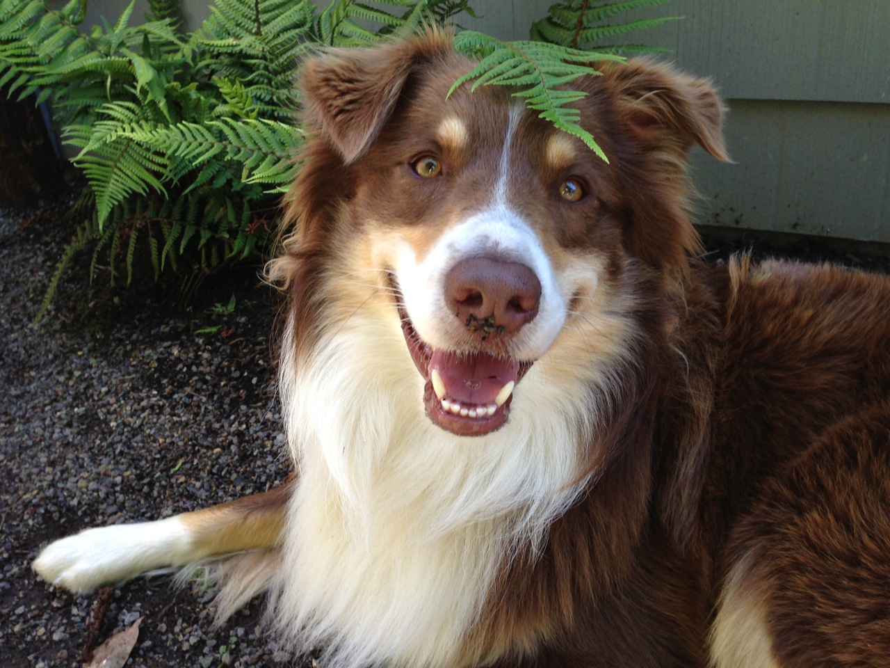 Kai helps his family with their landscaping business, Mosaic Gardens, in Eugene Oregon