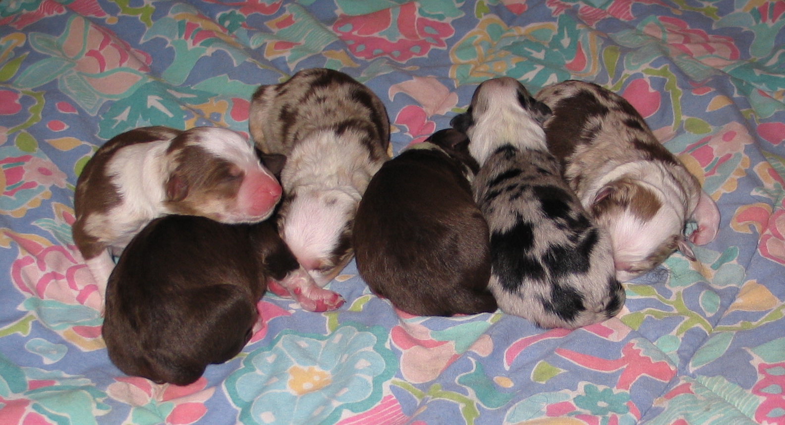 Bunny and Joe's pups arrived on Wednesday, March 25th. Two boys and four girls. All very healthy, strong pups! Check out the Puppies page to see how Bunny and Joe's first litter look.