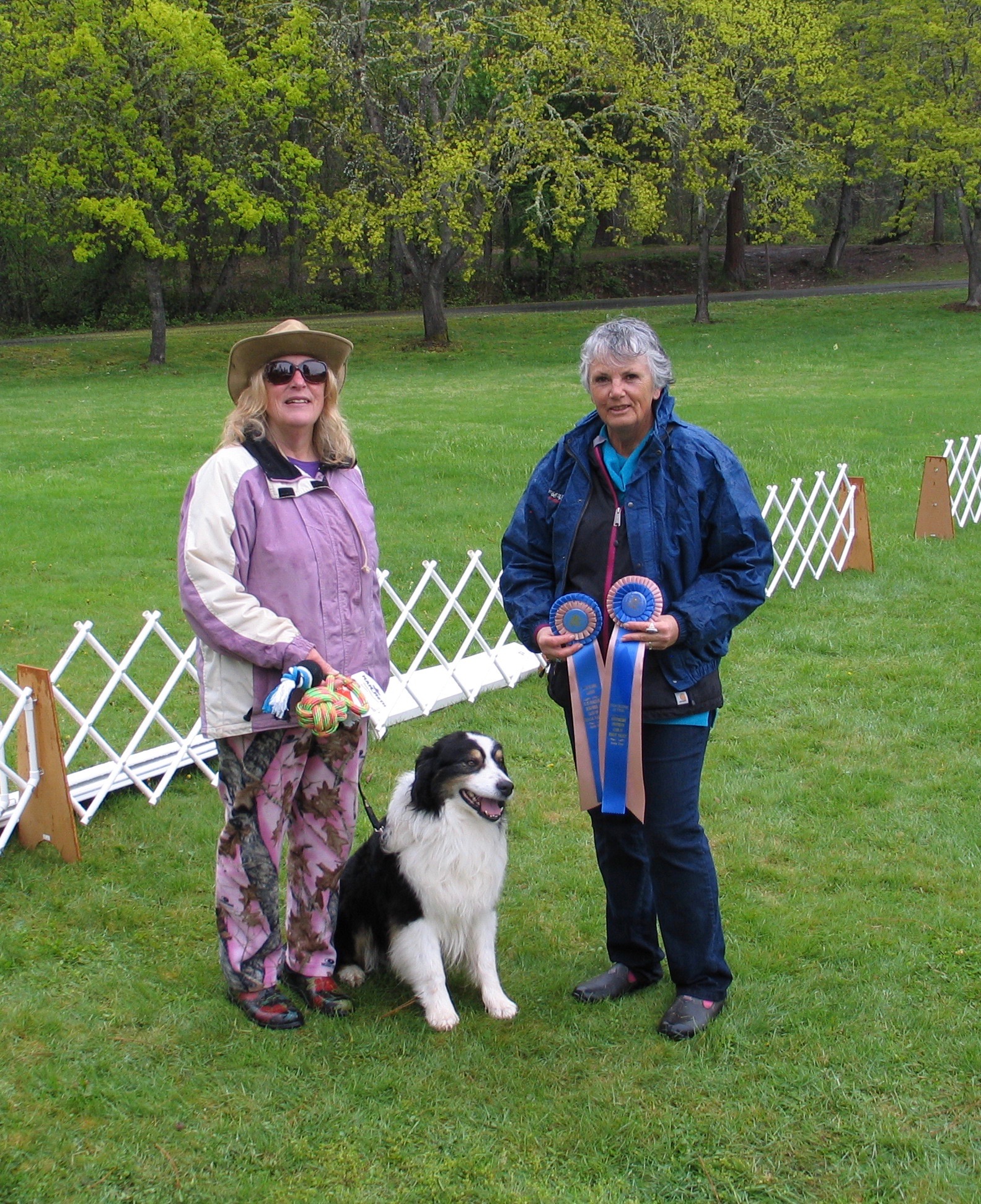 This is 8 year old Nitro, at the local Rally and Obedience trial in April 2018. Nitro is a blast to train and trial and has earned multiple HIT obedience and rally ribbons in addition to being an enthusiastic agility teammate. He is directly related to the pup I have available now.