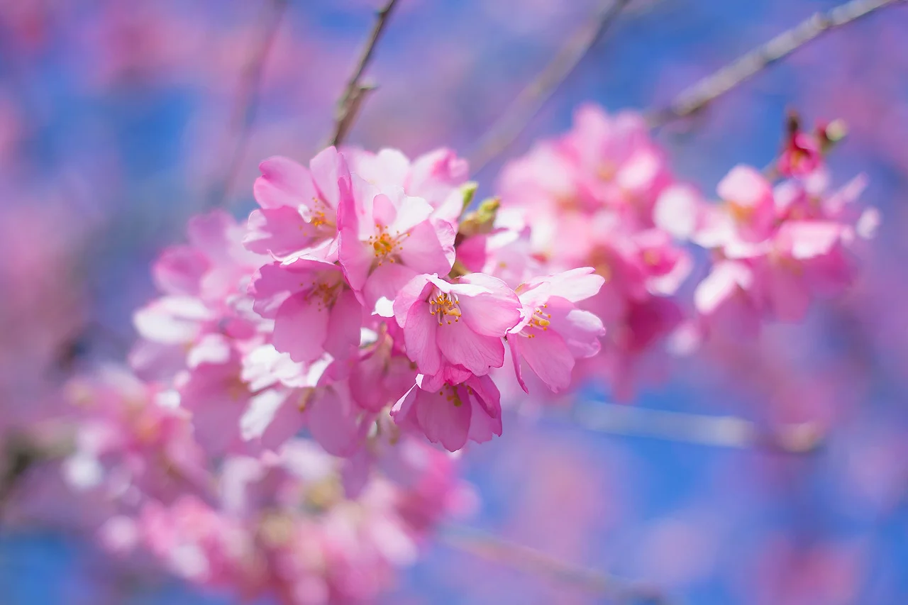 tumblr_mjgu9290M11s4oueho1_1280.jpg