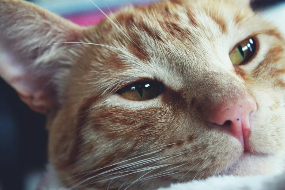tumblr_mh46vo5Zwz1s4oueho1_1280.jpg