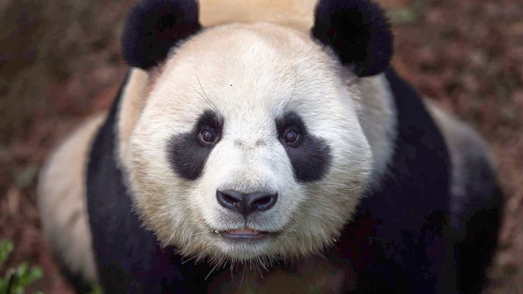 Pandamonium! -- Guest Writer Robin Berlin