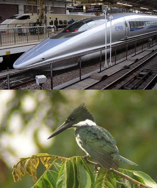 The goal was to cut out the extremely loud claps that occurred when Japan's bullet train emerged from tunnels. Engineers looked toward the kingfisher, which dives seamlessly into water. A nosecone designed after the bird's beak solved the issue. Photo of train via wikipedia ; photo of kingfisher via Len Blumin