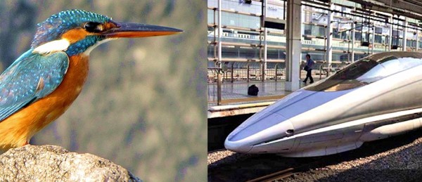 The goal was to cut out the extremely loud claps that occurred when Japan's bullet train emerged from tunnels. Engineers looked toward the kingfisher, which dives seamlessly into water. A nosecone designed after the bird's beak solved the issue. Photo of train via wikipedia ; photo of kingfisher via Len Blumin