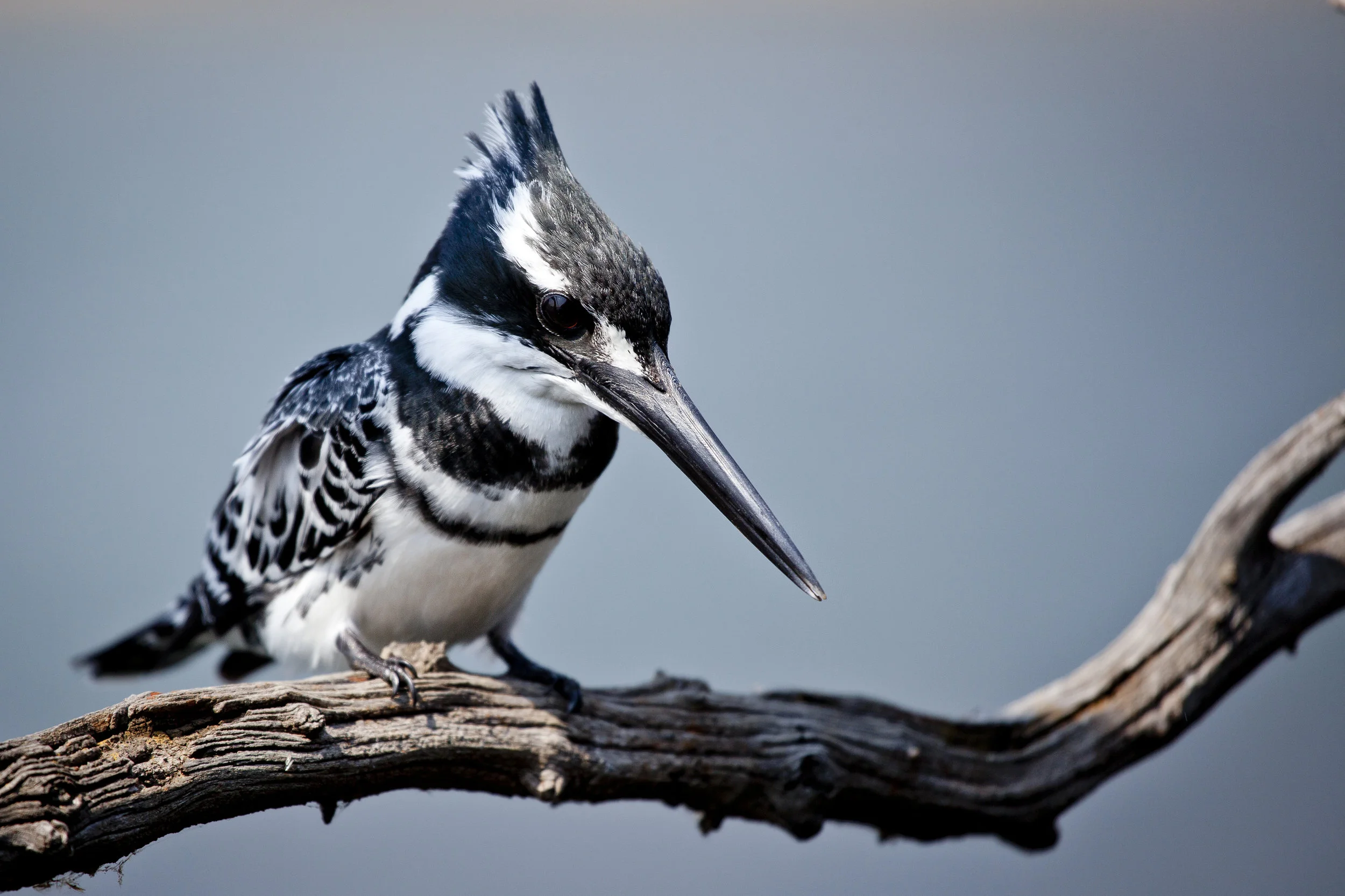 shutterstock_146718917.jpg