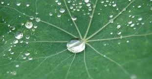 Webinar Series - The Essentials of Biomimicry