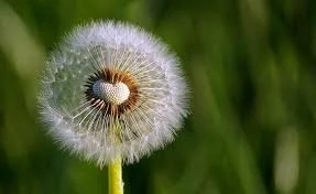 Webinar Series - Design for Life  How to Apply Life’s Principles to Your Product, Process or Solution