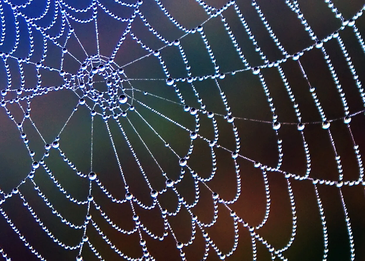 Webinar Series - What Nature Teaches Us About Resilient Societies