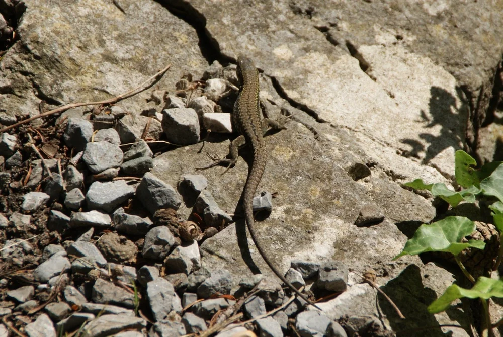 Biomimicry Switzerland