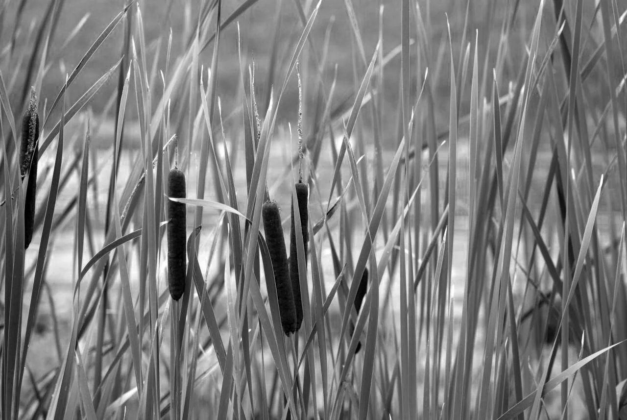 cattails 2.jpg
