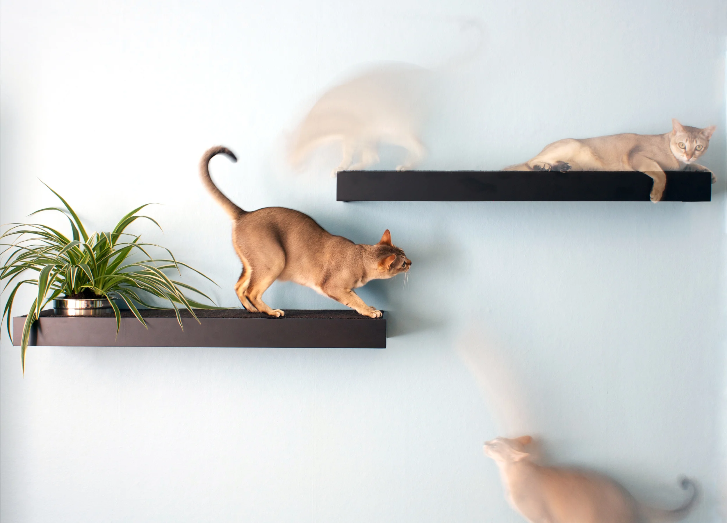 CAT SHELVES.jpg
