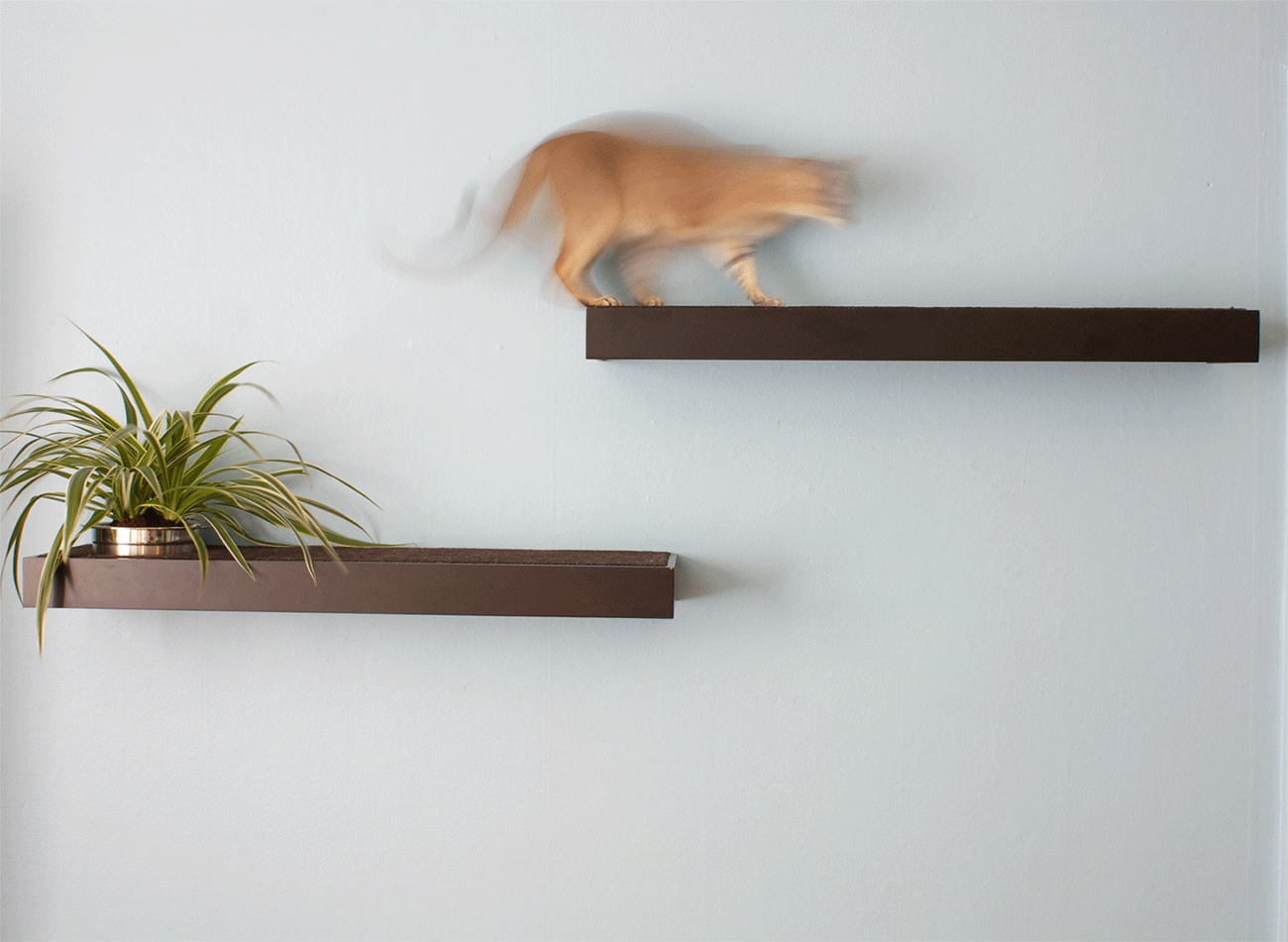 CAT-SHELF-GIF-smb.gif