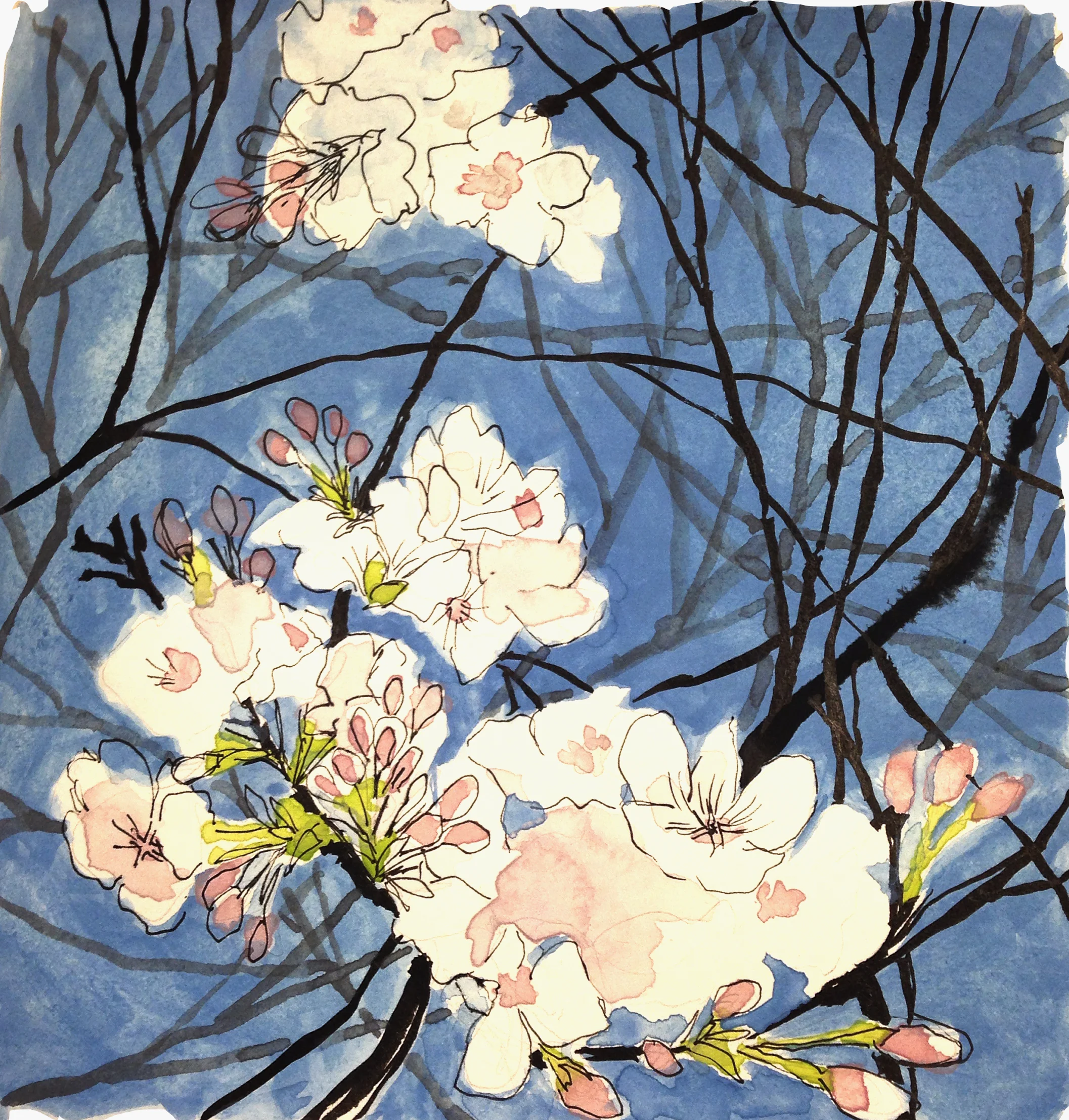 Cherry blossoms blue sky | 2015