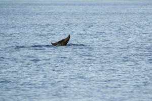 A dolphin flashes it’s tail