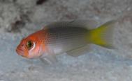 Pseudchromis spp