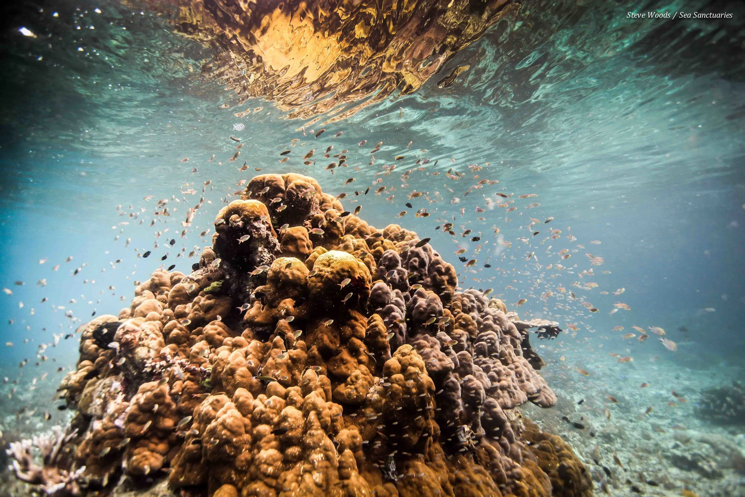 Pristine had coral colonies