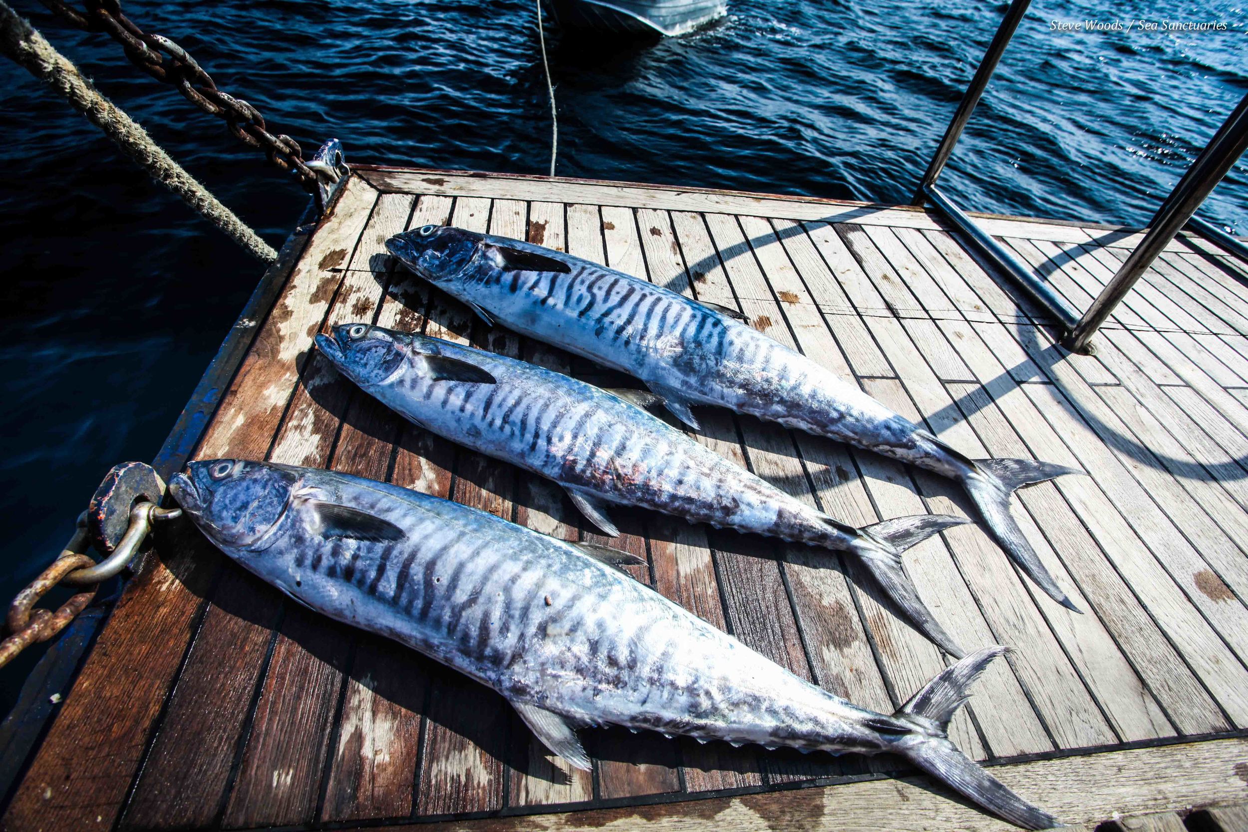 The day’s catch