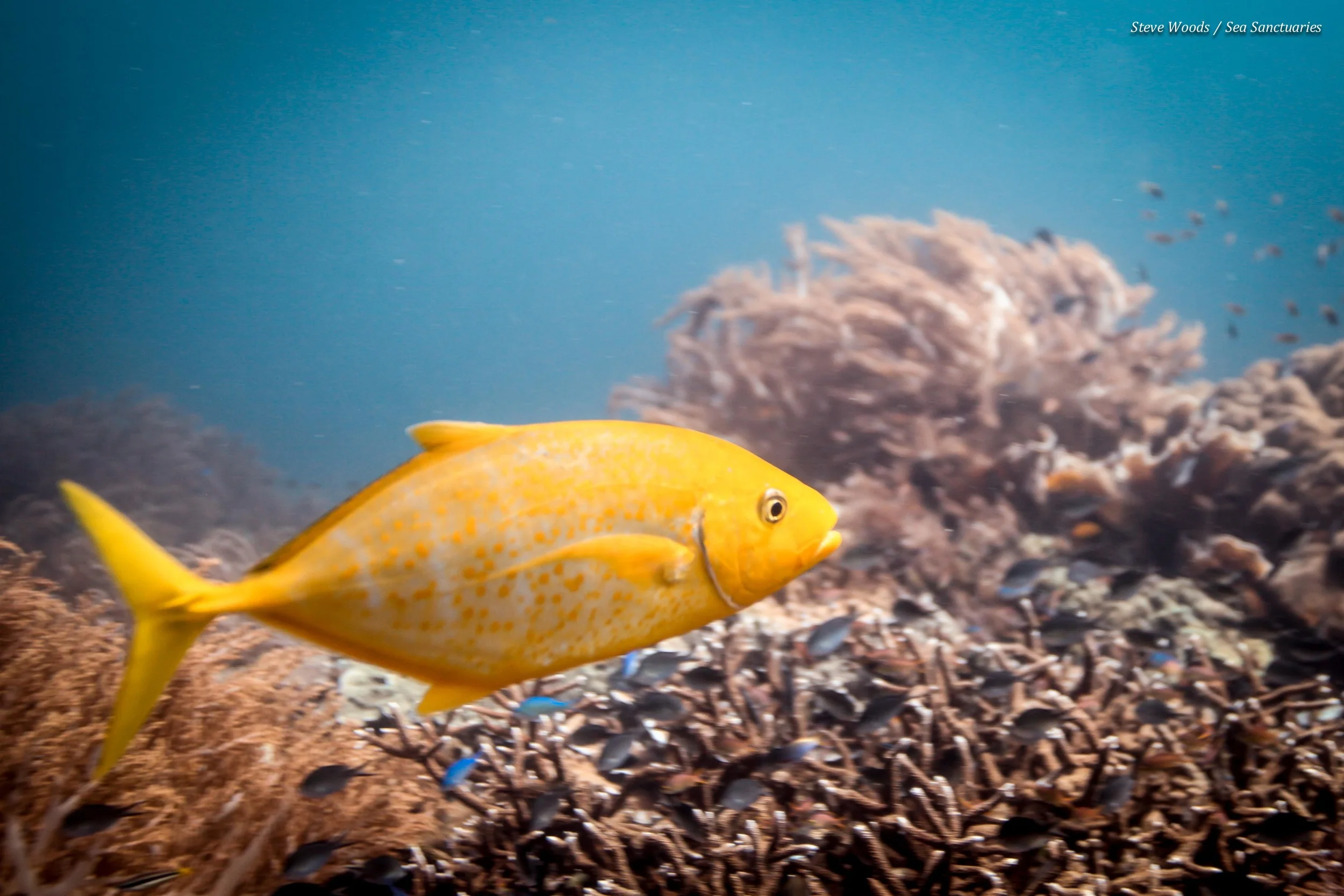 Fish ID techniques  Estimating fish sizes  Survey data collation