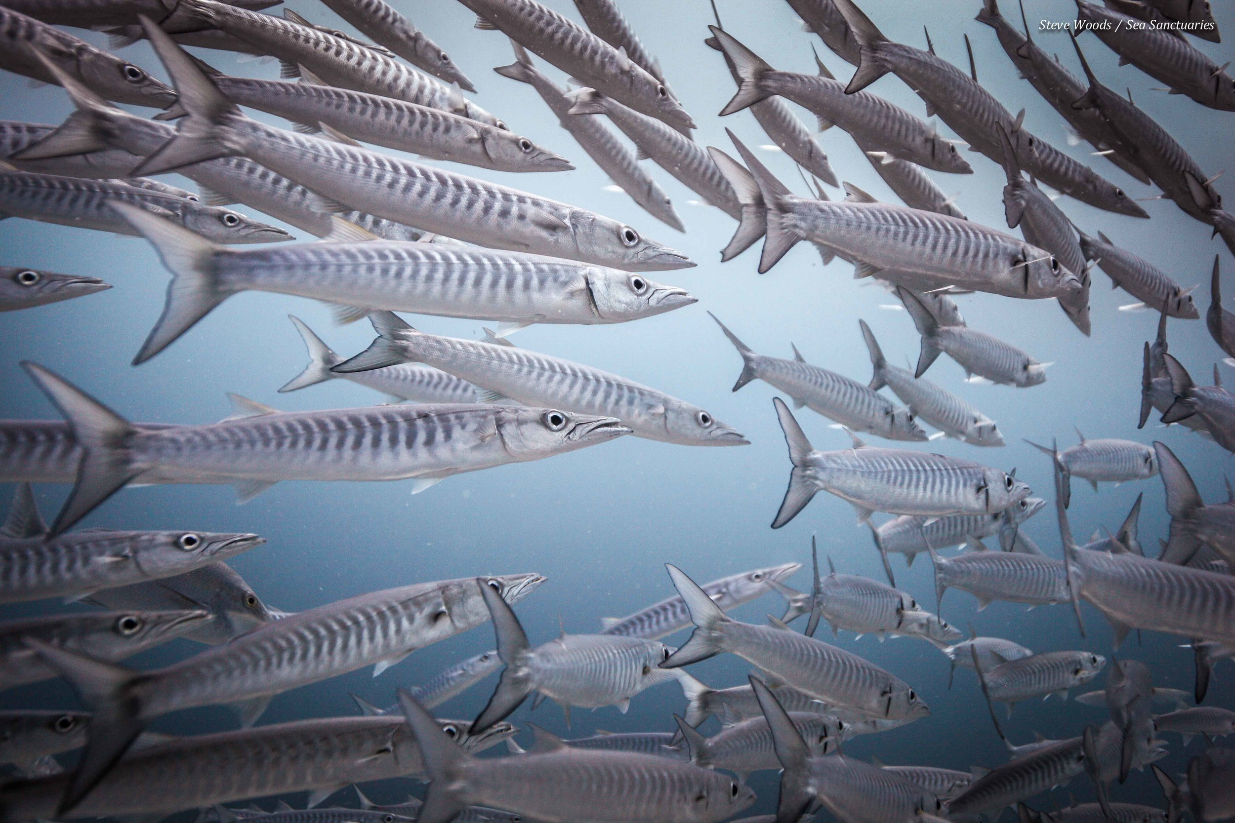 School of Barracuda